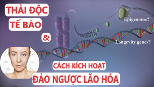 Cách Kích Hoạt Đảo Ngược Lão Hóa & Thải Độc Tế Bào / Longevity genes? Epigenome?